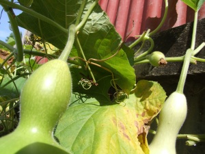 our gourds growing in the garden!